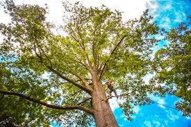 Best Tree Cabling and Bracing  in Ault, CO