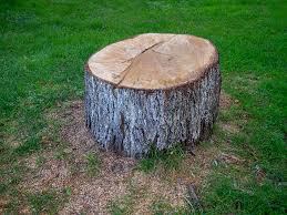 Best Arborist Consultation Services  in Ault, CO