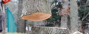 Reliable Ault, CO Tree Services Solutions
