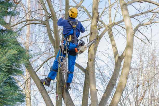 How Our Tree Care Process Works  in  Ault, CO
