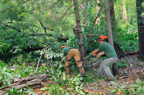 Best Stump Grinding and Removal  in Ault, CO