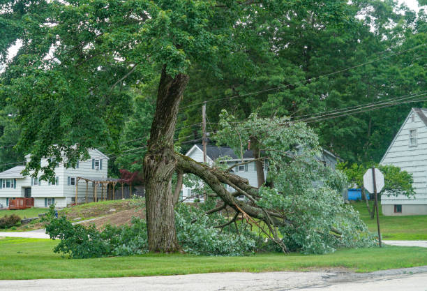 Best Hazardous Tree Removal  in Ault, CO
