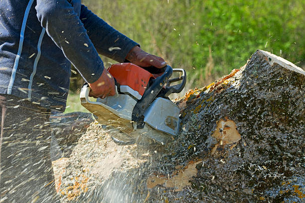 Best Tree Preservation Services  in Ault, CO